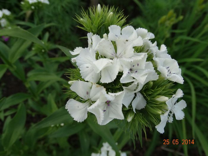 DSC03956 - Plante in gradina 2014