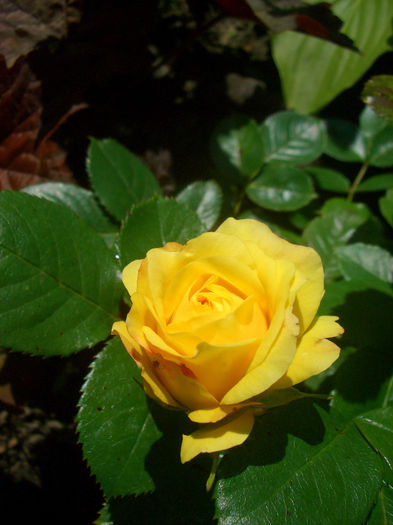 'Anny Duperey ®' • Meitongas • Yellow Meilove ®; Shrub.  Bred by Meilland International (France, 2006).
