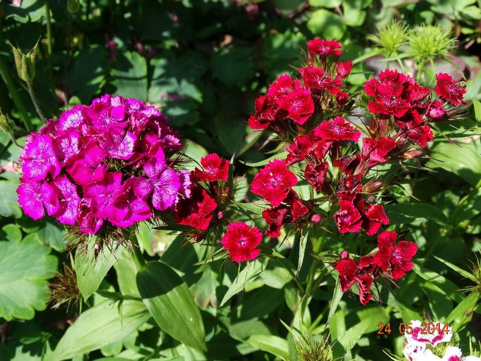 DSC03727 - Plante in gradina 2014