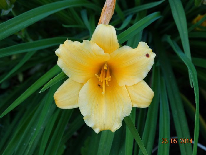 DSC03953 - Plante in gradina 2014