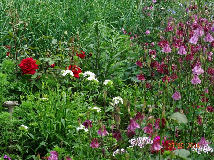 DSC03833 - Plante in gradina 2014