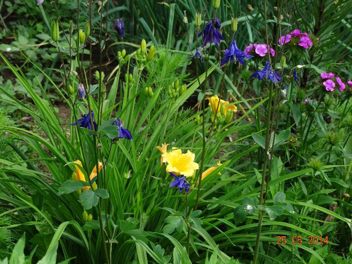 DSC03834 - Plante in gradina 2014