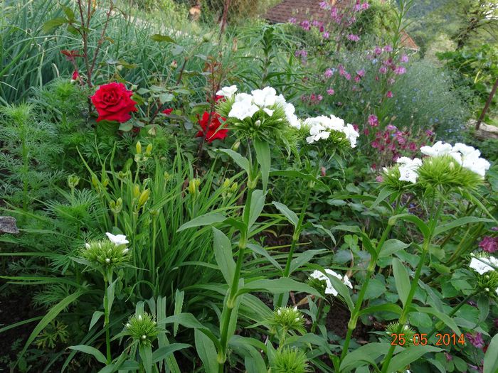 DSC03955 - Plante in gradina 2014