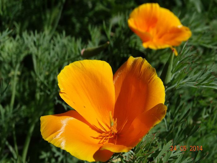 DSC03721 - Plante in gradina 2014