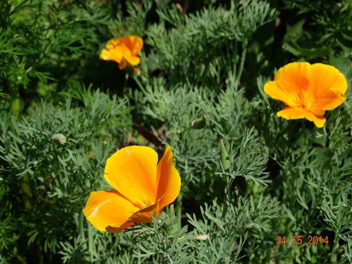 DSC03723 - Plante in gradina 2014