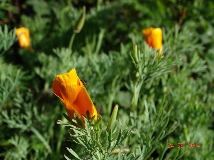 DSC03702 - Plante in gradina 2014