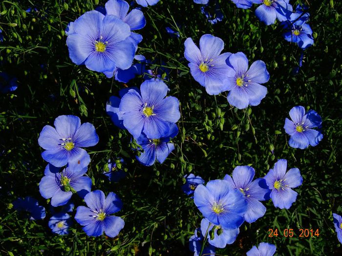 DSC03688 - Plante in gradina 2014