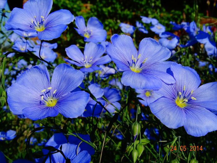 DSC03687 - Plante in gradina 2014