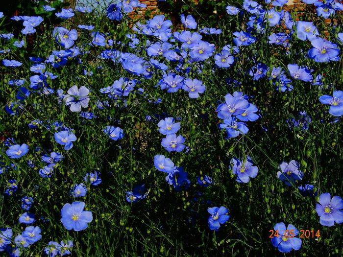 DSC03682 - Plante in gradina 2014