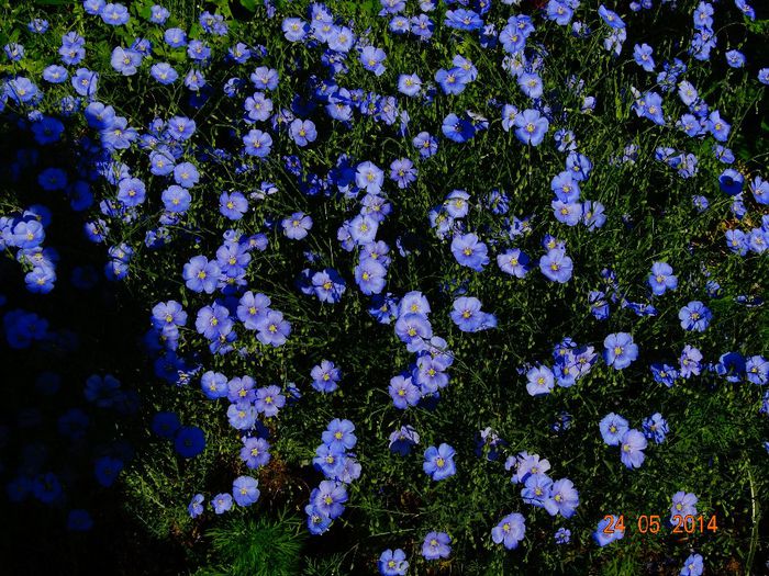 DSC03684 - Plante in gradina 2014