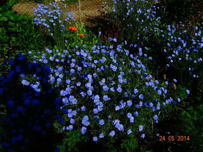 DSC03683 - Plante in gradina 2014