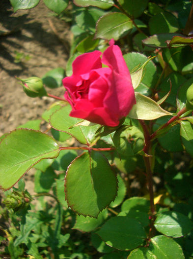 'Baronesse ®'; Floribunda.  Discovered by Christian Evers (Germany, before 2009).
