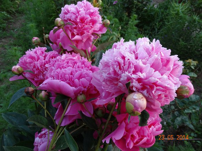 DSC03586 - Plante in gradina 2014