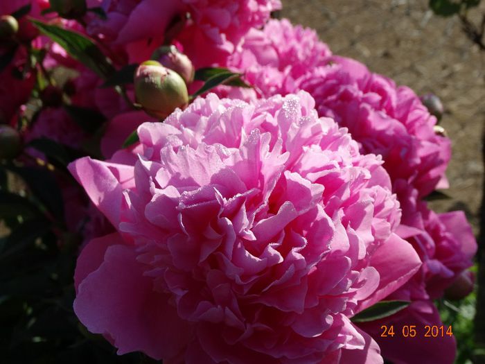 DSC03679 - Plante in gradina 2014