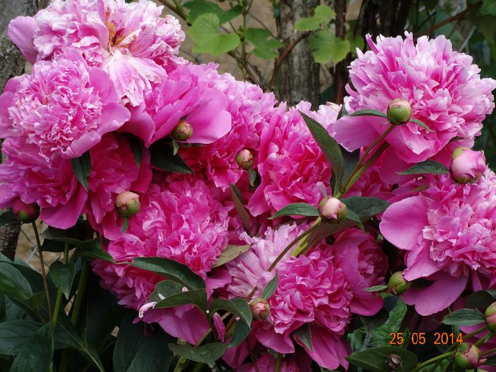 DSC03832 - Plante in gradina 2014