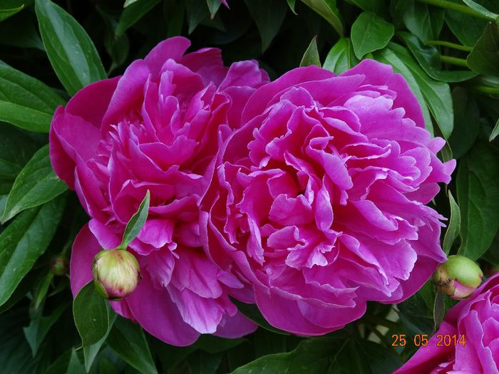 DSC03818 - Plante in gradina 2014