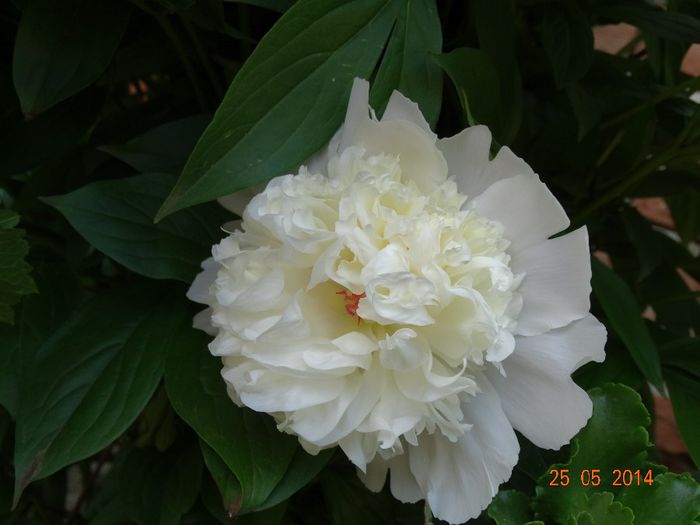 DSC03820 - Plante in gradina 2014