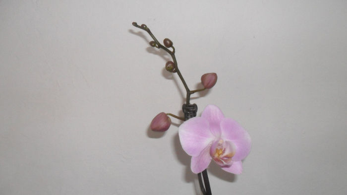 Evolutie orhidee 26 Mai 2014 001 - phalaenopsis