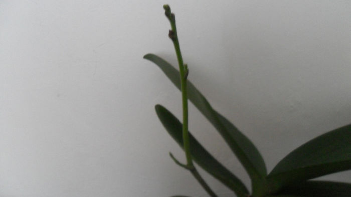 Evolutie orhidee 26 Mai 2014 004 - phalaenopsis