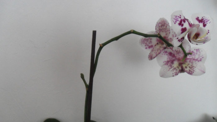 Evolutie orhidee 26 Mai 2014 005 - phalaenopsis
