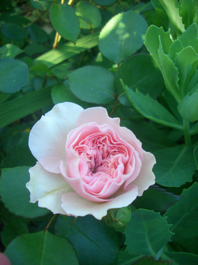 'Mariatheresia ®'; Floribunda.  Bred by Hans Jürgen Evers (Germany, 2003).
