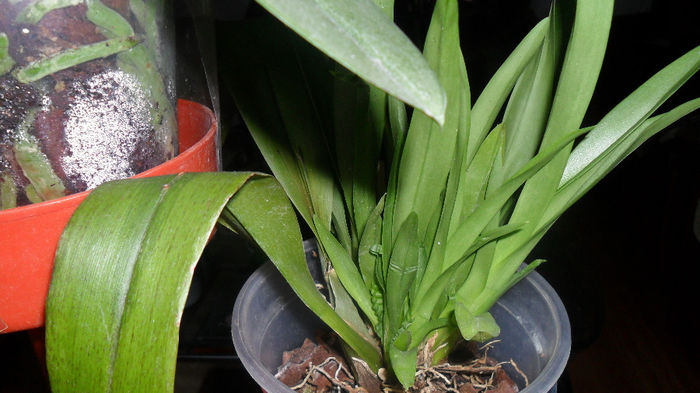 Evolutie orhidee 26 Mai 2014 006 - phalaenopsis