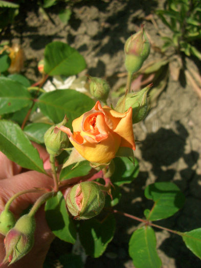 'Buff Beauty'; Hybrid Musk, Shrub.  Bred by Bentall (United Kingdom, 1939).
