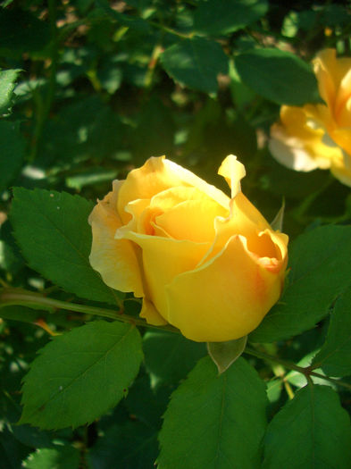'Golden Celebration ™' • AUSgold; Shrub.  English Rose Collection.  Bred by David Austin (United Kingdom, 1992).
