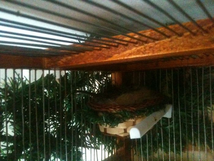 Mugurar mexican la cuib 2