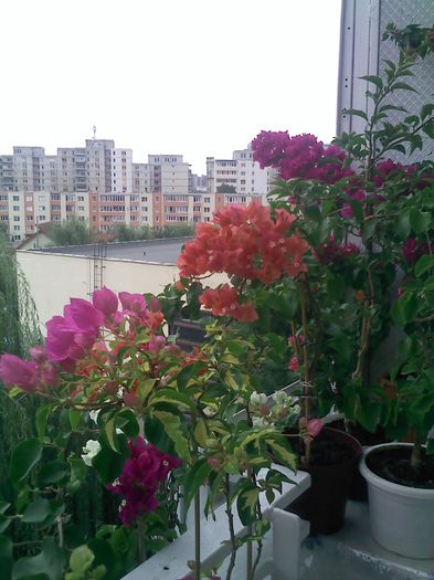Pic_0816_244
