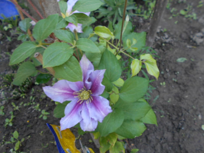 25 mai 2014 019