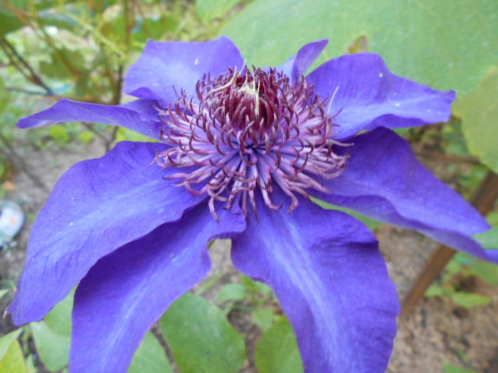 25 mai 2014 clematita Prezident