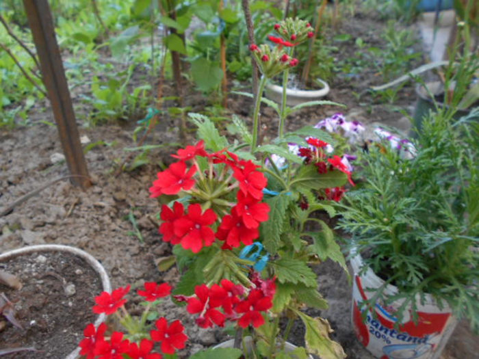 25 mai 2014 verbina