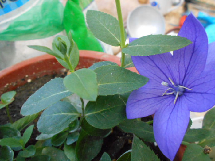 25 mai 2014 platycodon