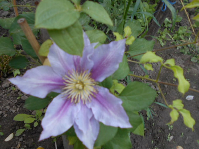 25 mai 2014 si o floare de Pillu