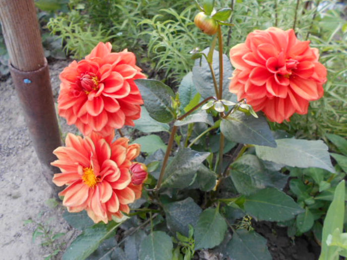 25 mai 2014dalie pitica...e mai rosie - Mai 2014