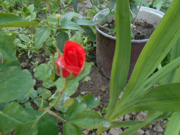 25 mai 2014 068 - Mai 2014
