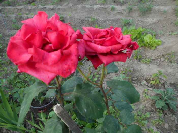 25 mai 2014 070 - Mai 2014