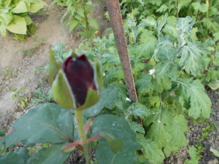 25 mai 2014 072 - Mai 2014