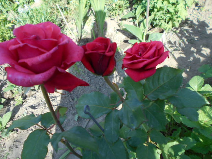 25 mai 2014 073 - Mai 2014