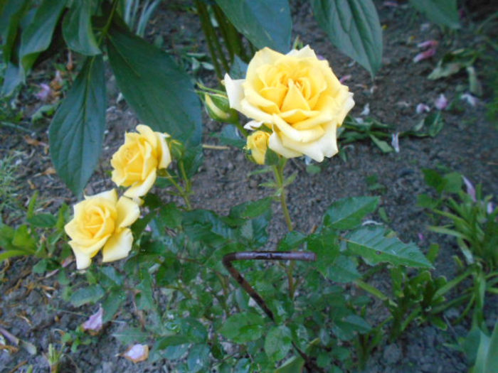 25 mai 2014 minirose