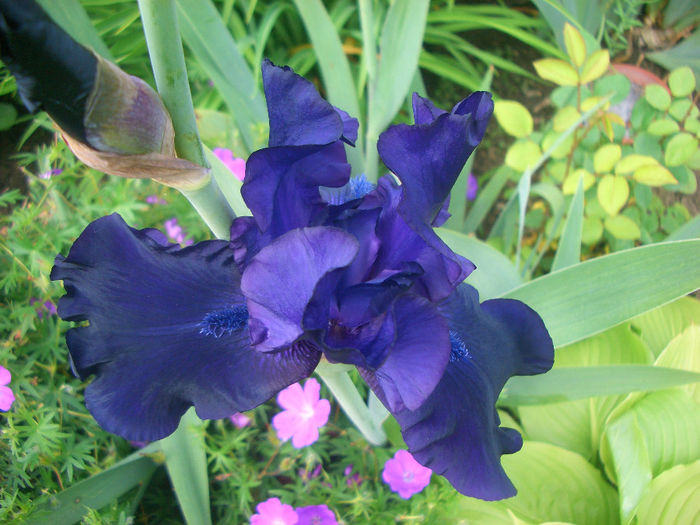 Black Tafeeta - irisi 2014