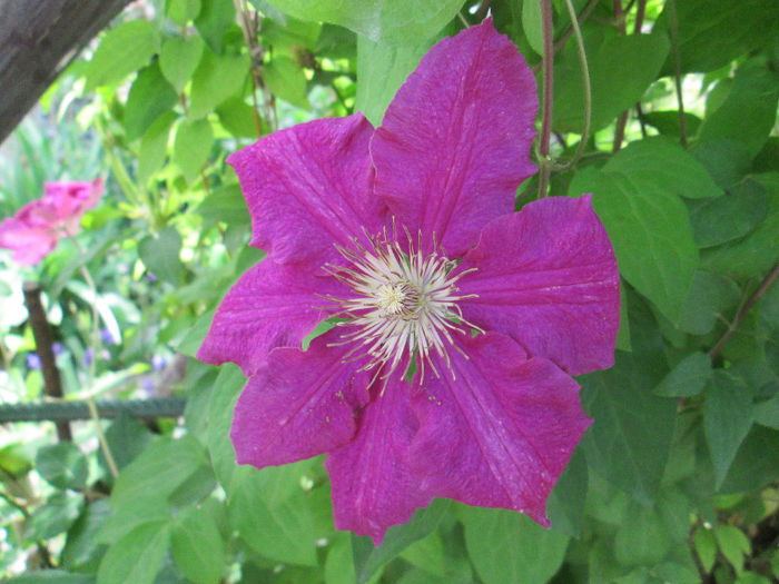 clematita - sfarsit de mai 2014