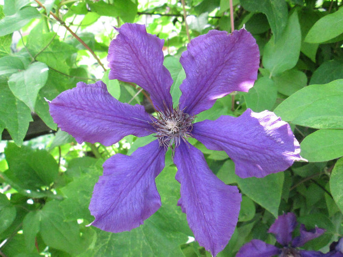 clematita - sfarsit de mai 2014