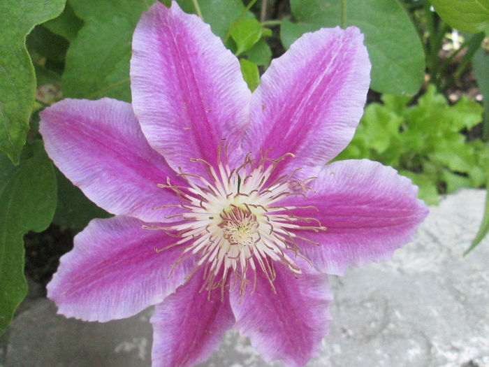 clematita - sfarsit de mai 2014