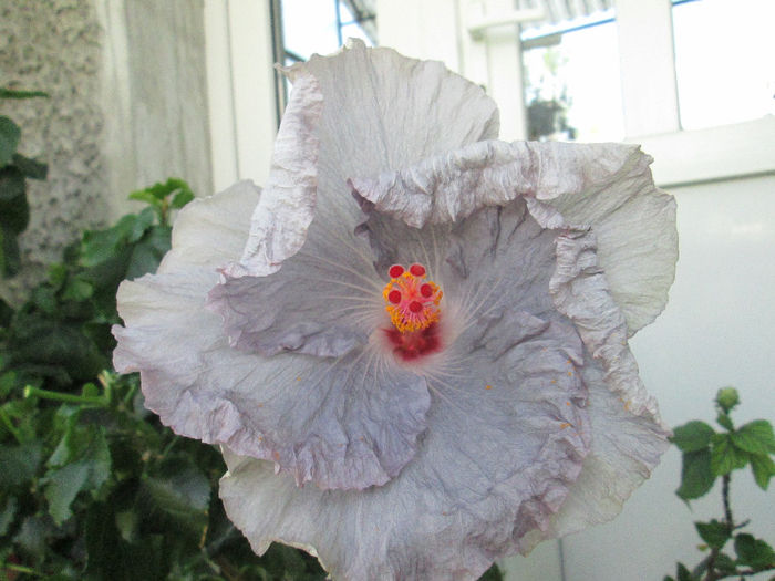 hibiscus - sfarsit de mai 2014