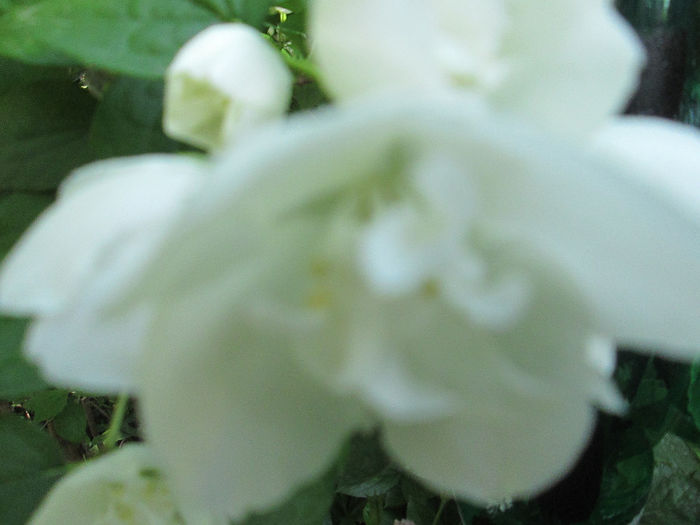 philadelphus