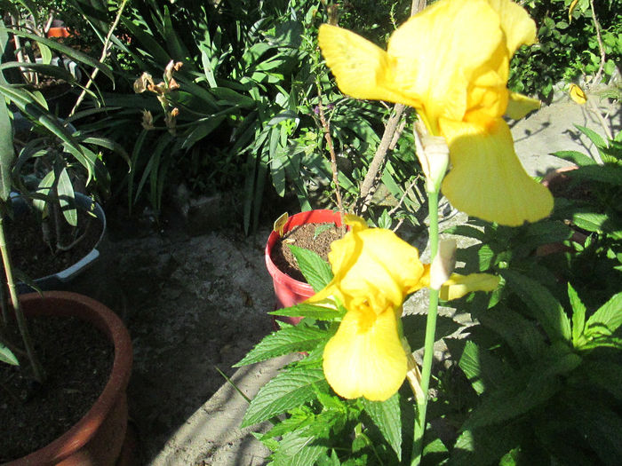 iris