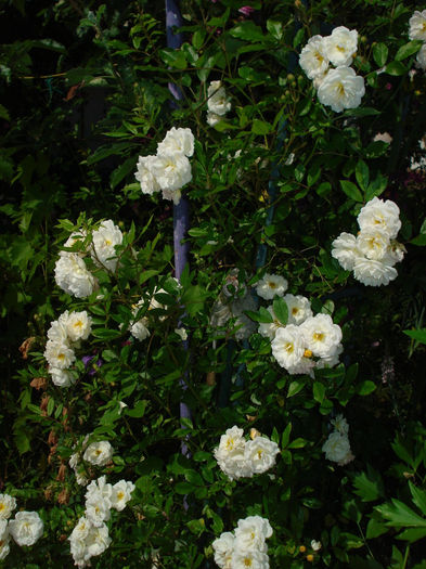 Ghislaine de Feligonde