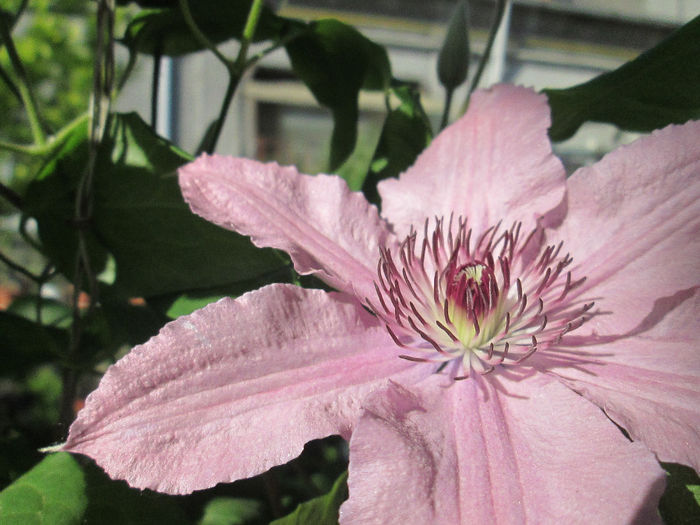 clematita